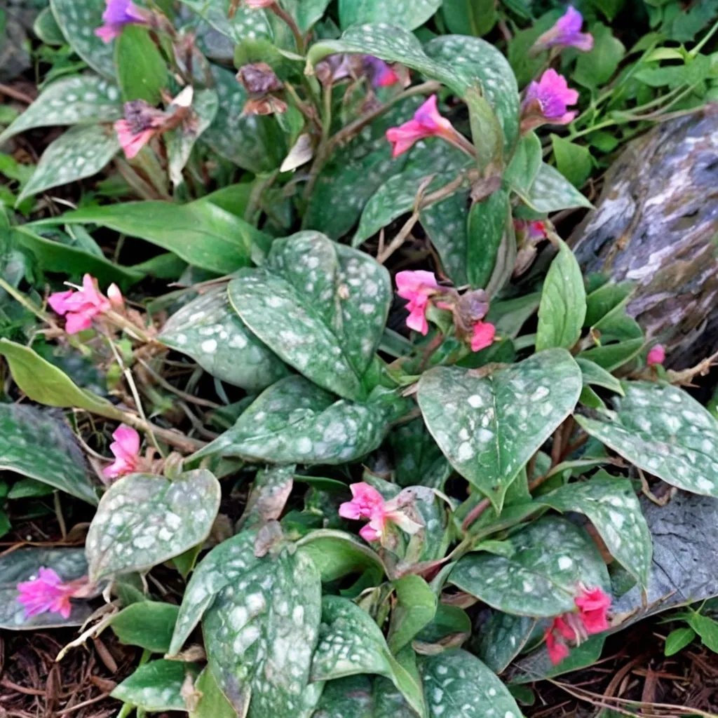 Pulmonaria officinalis 'Spilled Milk'