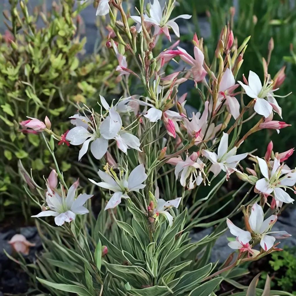 Gaura lindheimeri 'Silver Fountain'