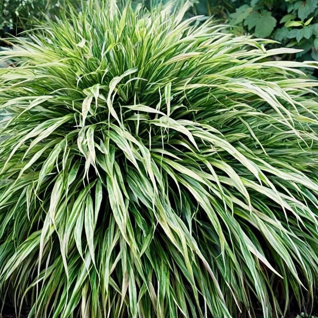 Hakonechloa macra 'Albovariegata'