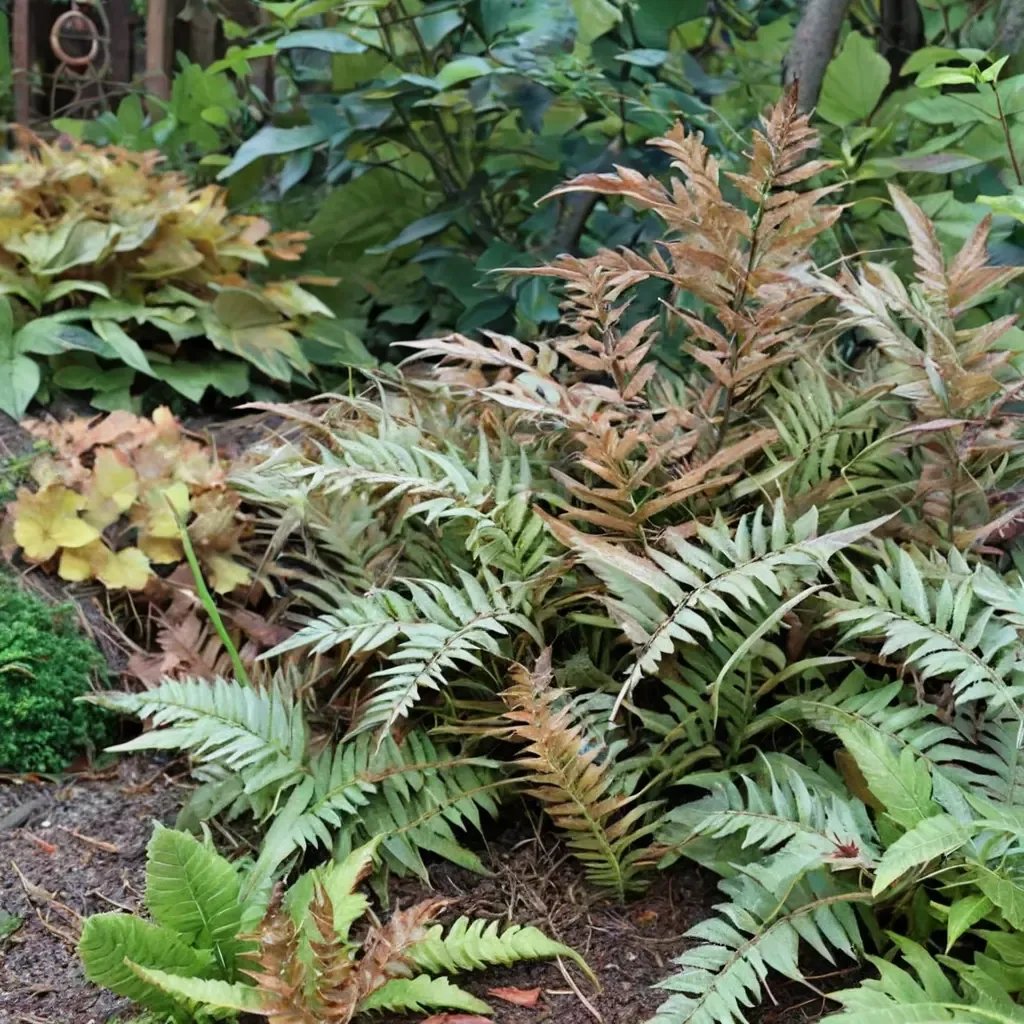 Dryopteris erythrosora 'Godzilla'