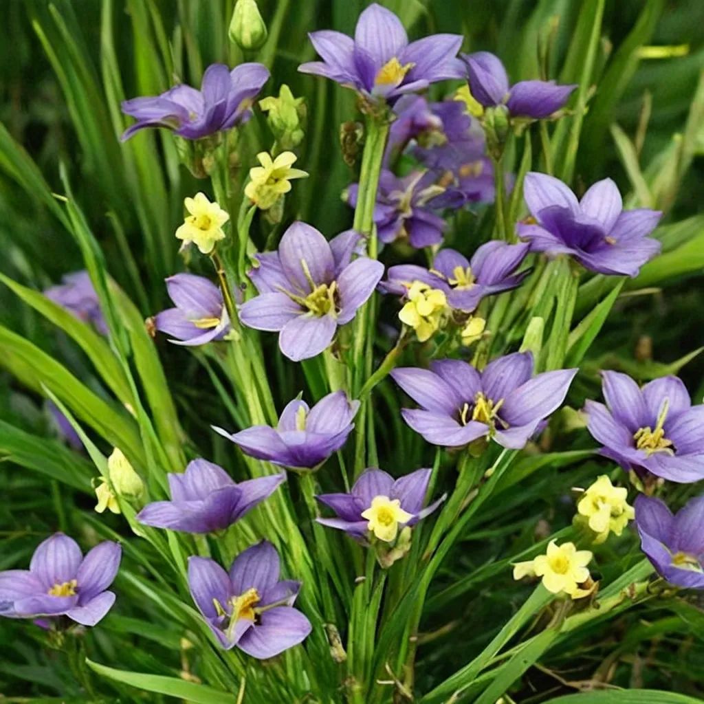 Sisyrinchium tinctorium 'Puerto Yellow'