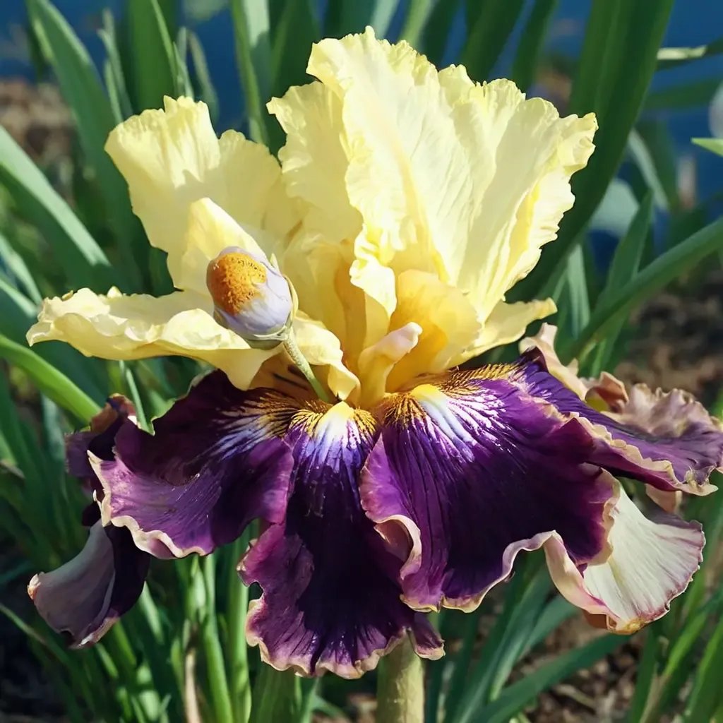 Iris x germanica 'Who Needs A Prince'