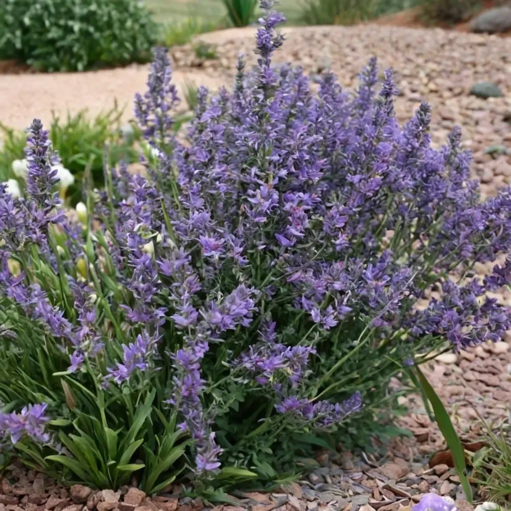 Nepeta x hybrida 'Little Trudy'