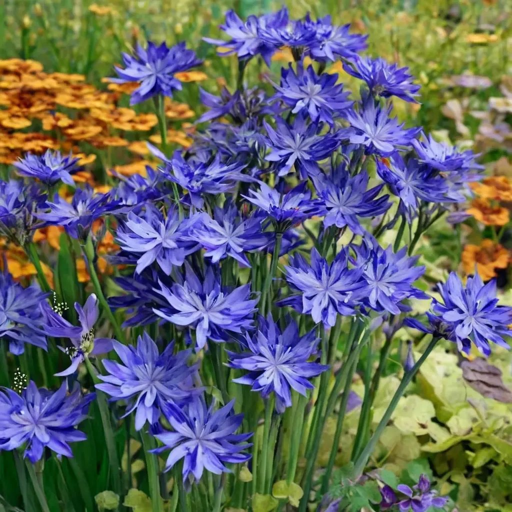 Agapanthus praecox 'Northern Star'