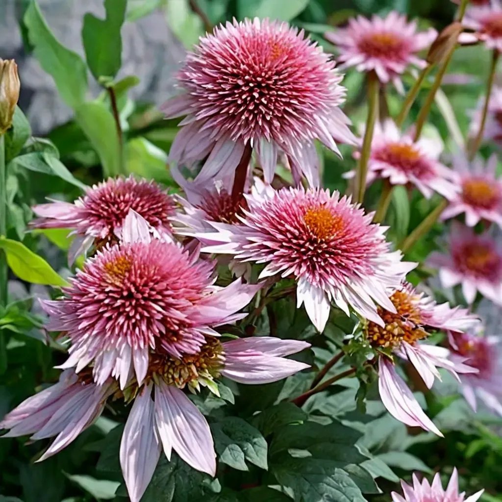 Echinacea purpurea 'Butterfly Kisses'