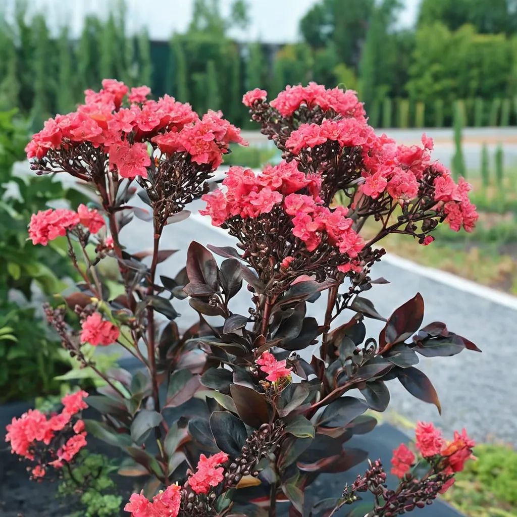 Lagerstroemia indica 'Center Stage'