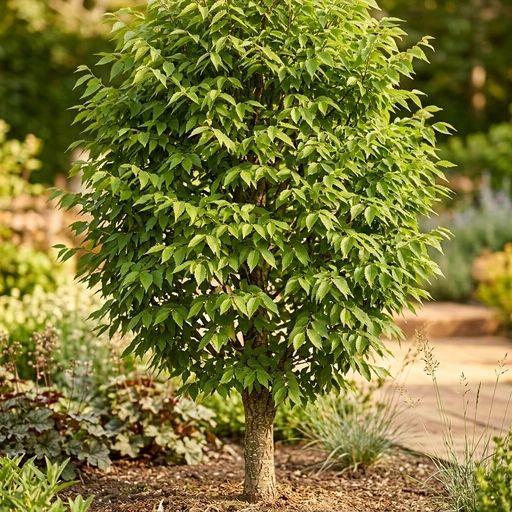 Zelkova serrata 'City Sprite'