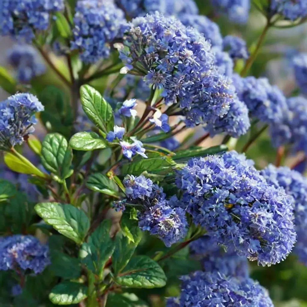 Ceanothus thyrsiflorus 'Autumnal Blue'