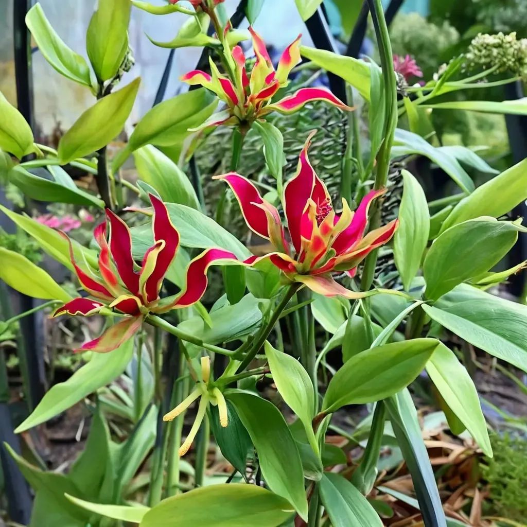 Gloriosa superba