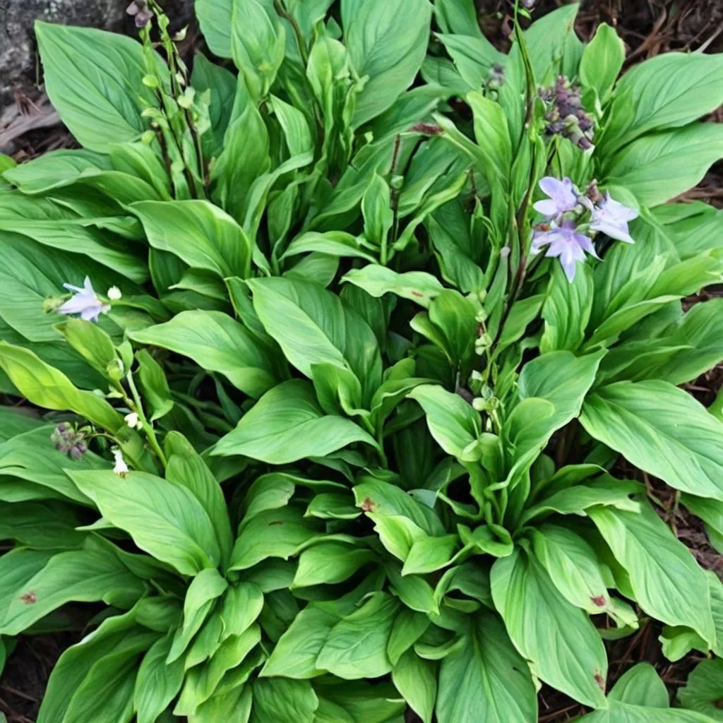 Hosta tsushimensis