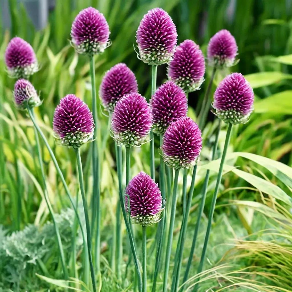 Ornamental Onion