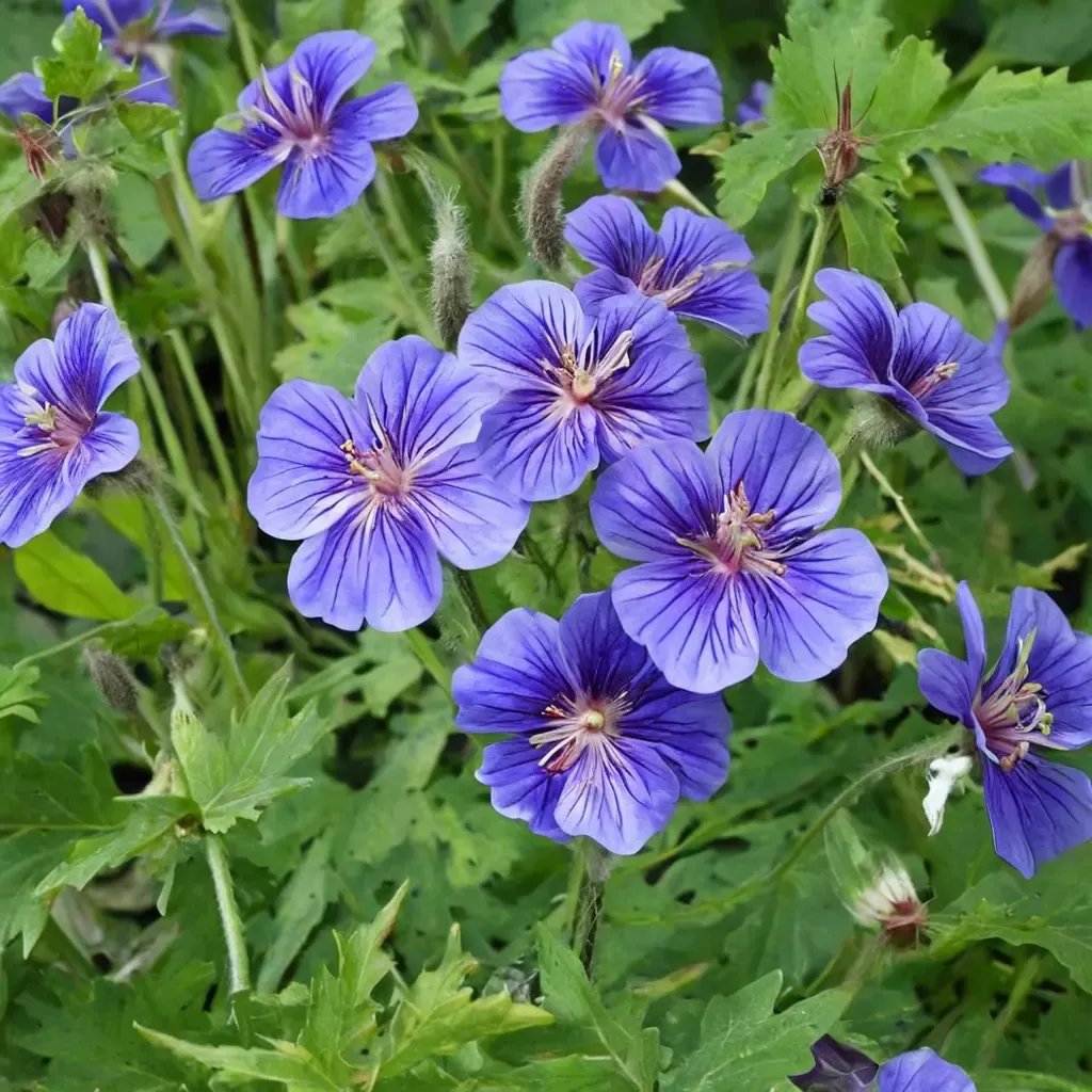 Geranium x magnificum 'Rozanne'