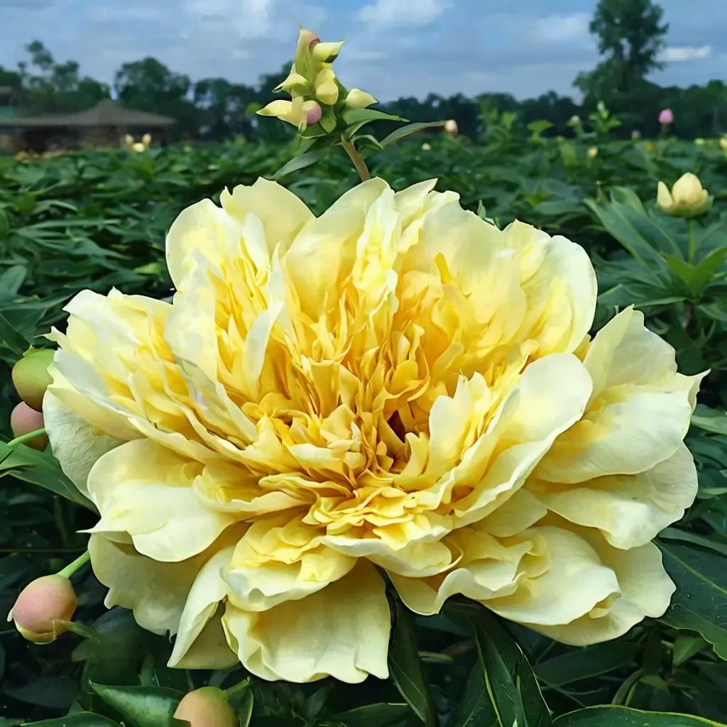 Paeonia suffruticosa 'Duchesse de Lorraine'
