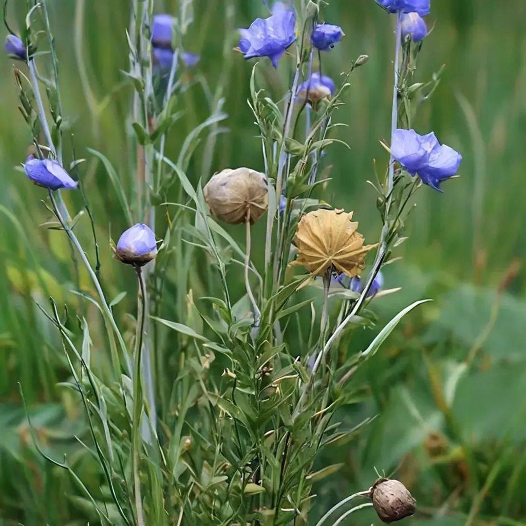 Linum usitatissimum