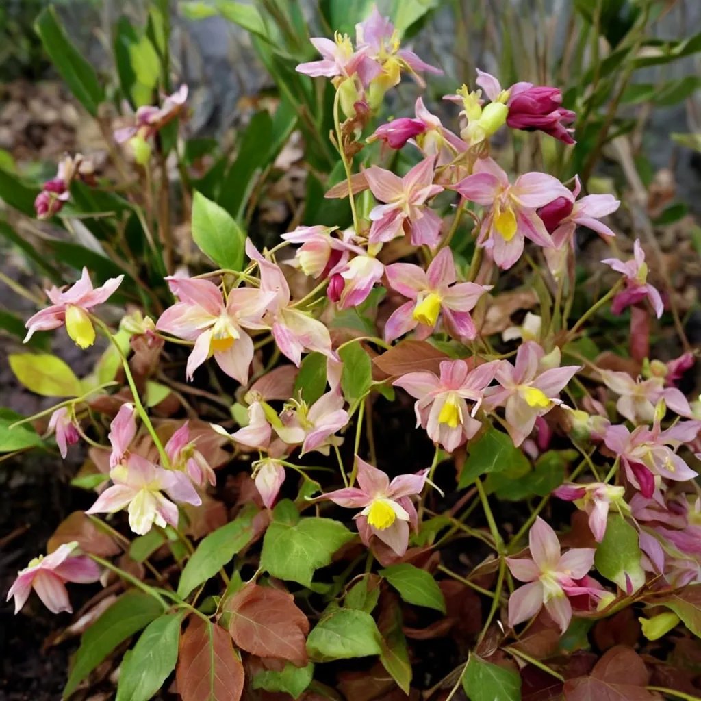 Epimedium versicolor 'Cupreum'