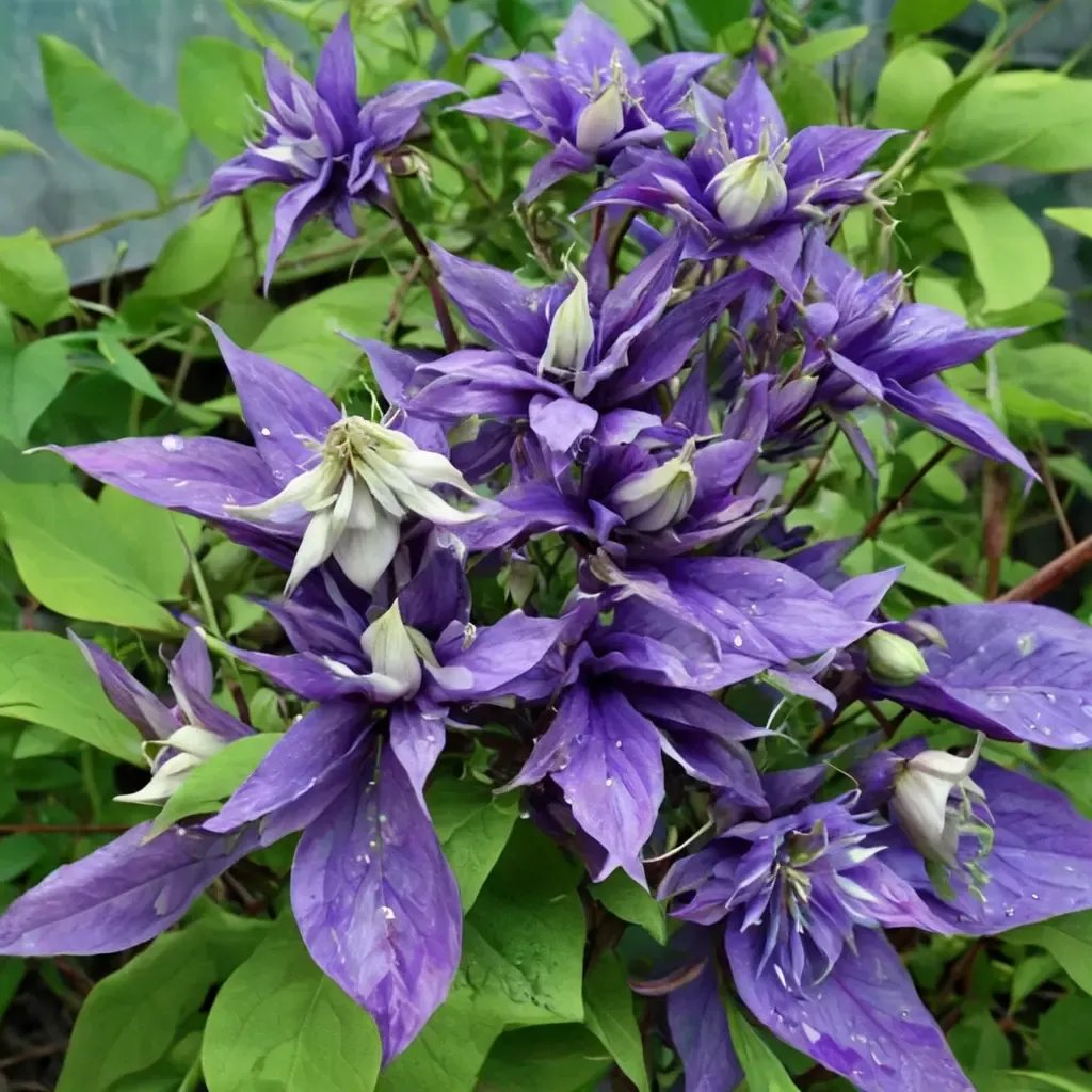 Clematis viticella 'Belle of Taranaki'