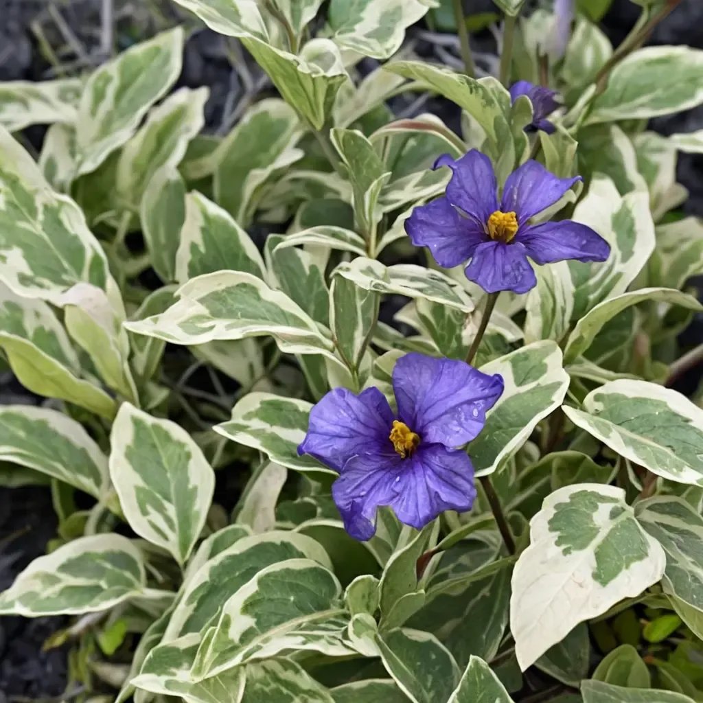 Lycianthes rantonnetii 'Lynn's Variegated'
