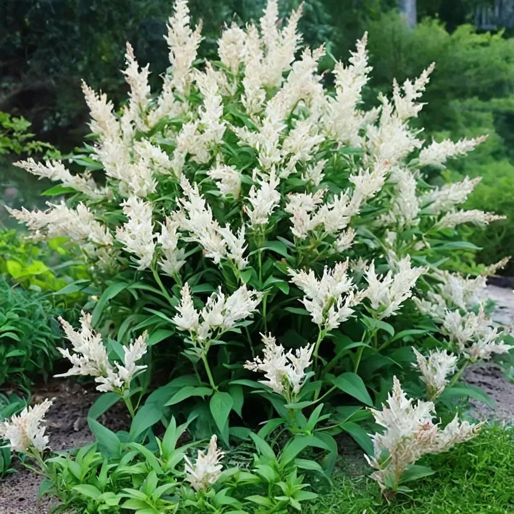 Persicaria polymorpha