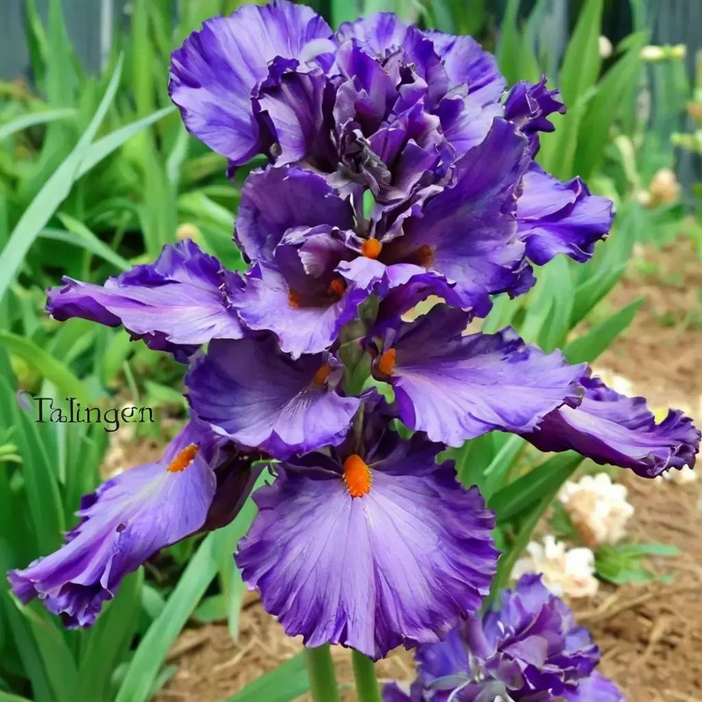 Iris iris 'Imperial Reign'