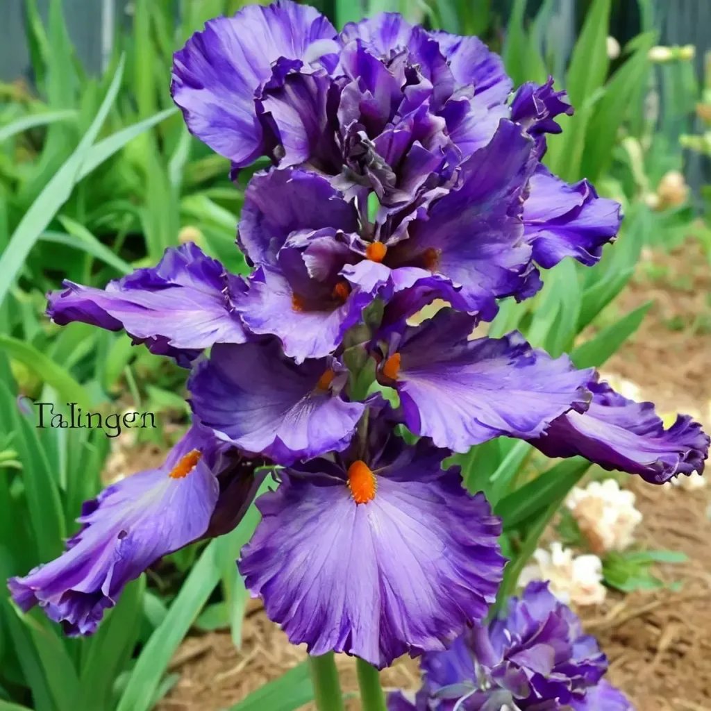 Iris iris 'Imperial Reign'