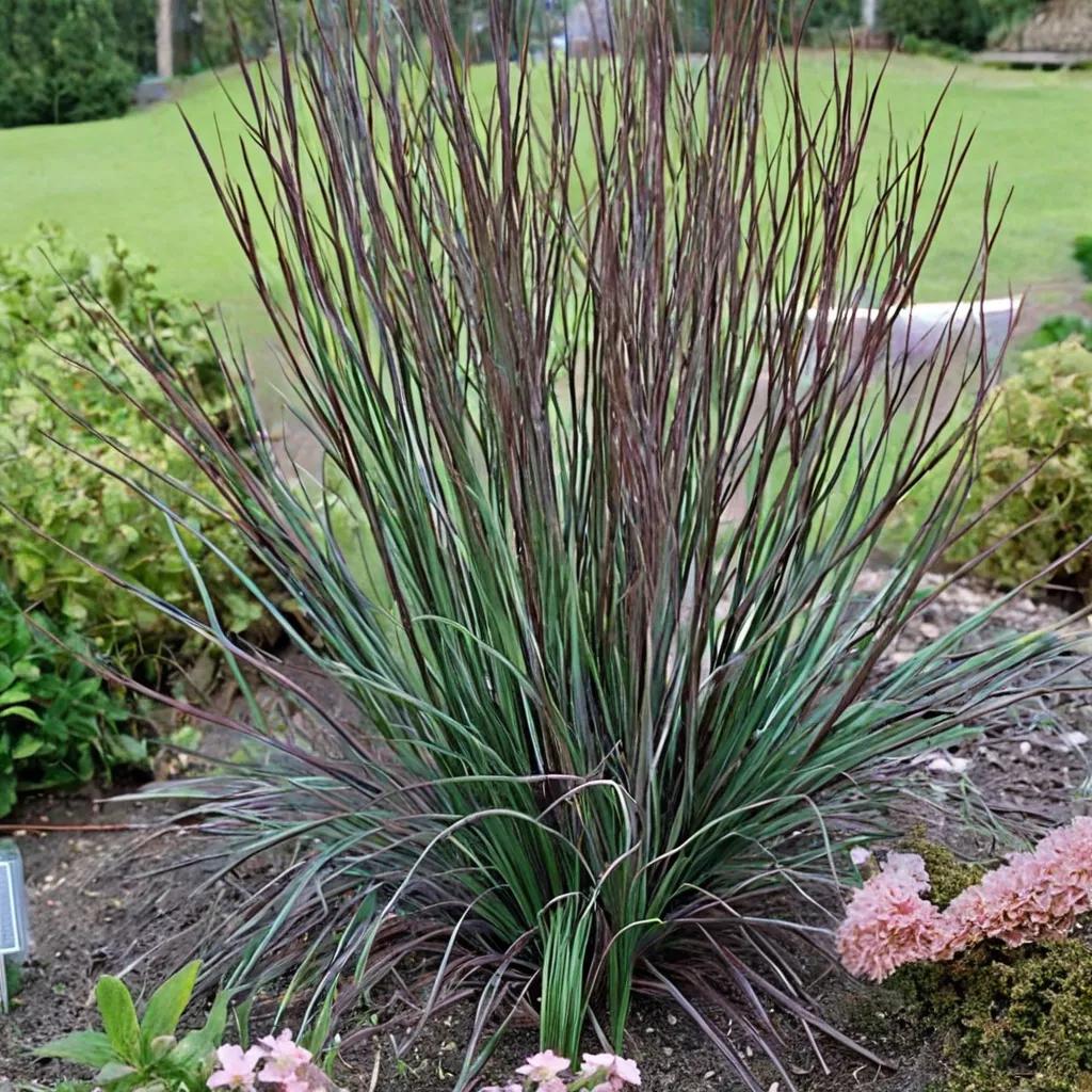 'Smoke Signal' Little Bluestem