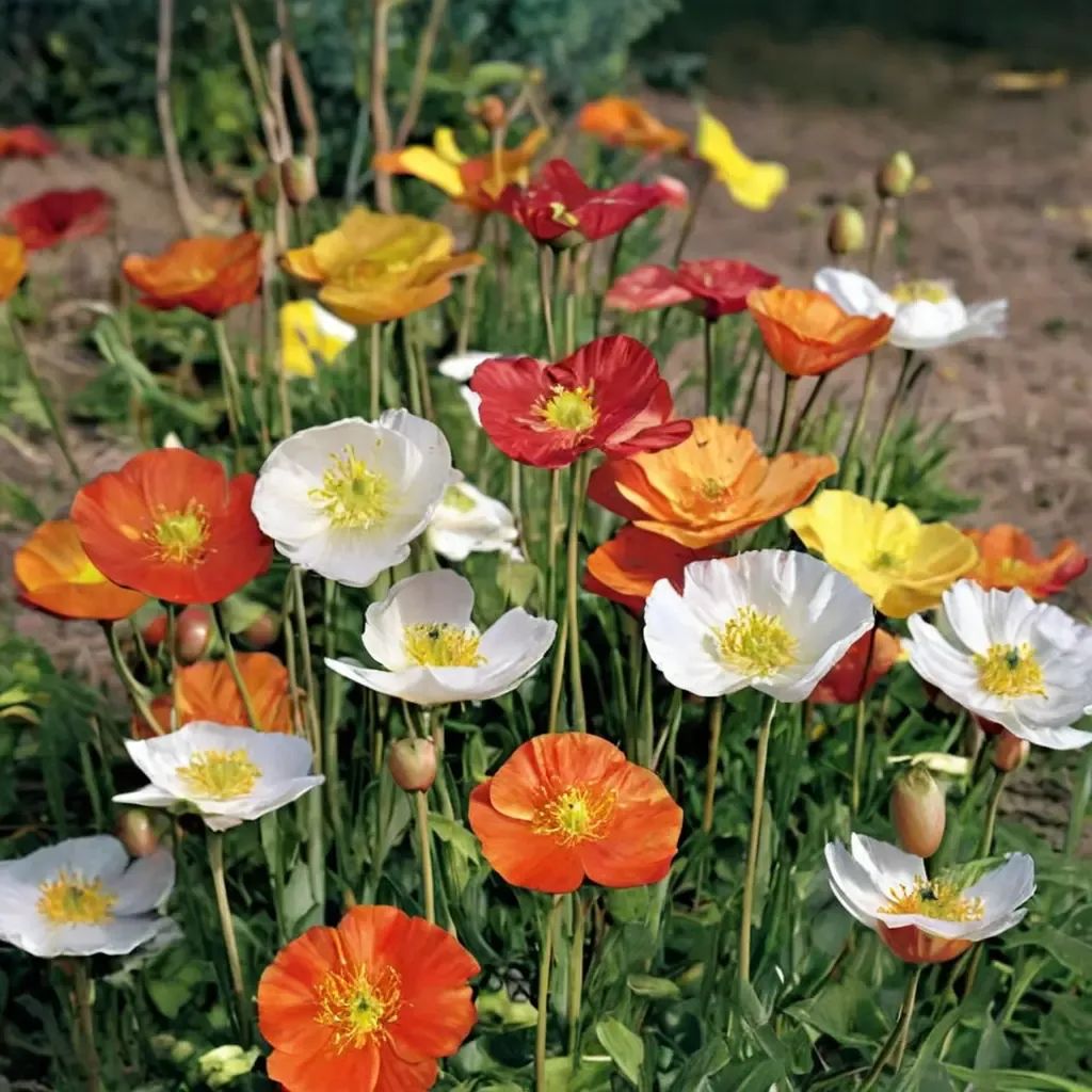 Papaver nudicaule 'Mix'