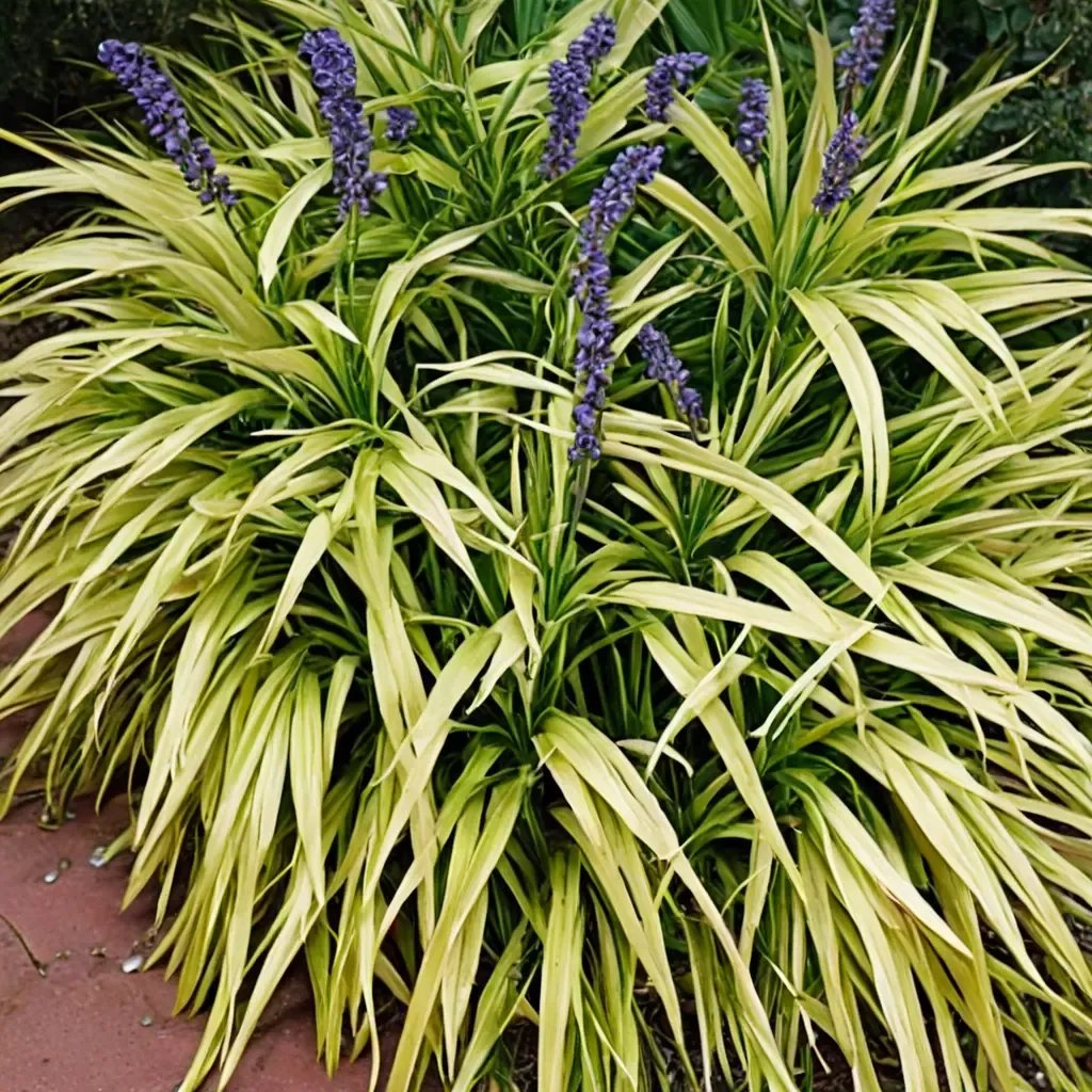 Liriope muscari 'Peedee Ingot'