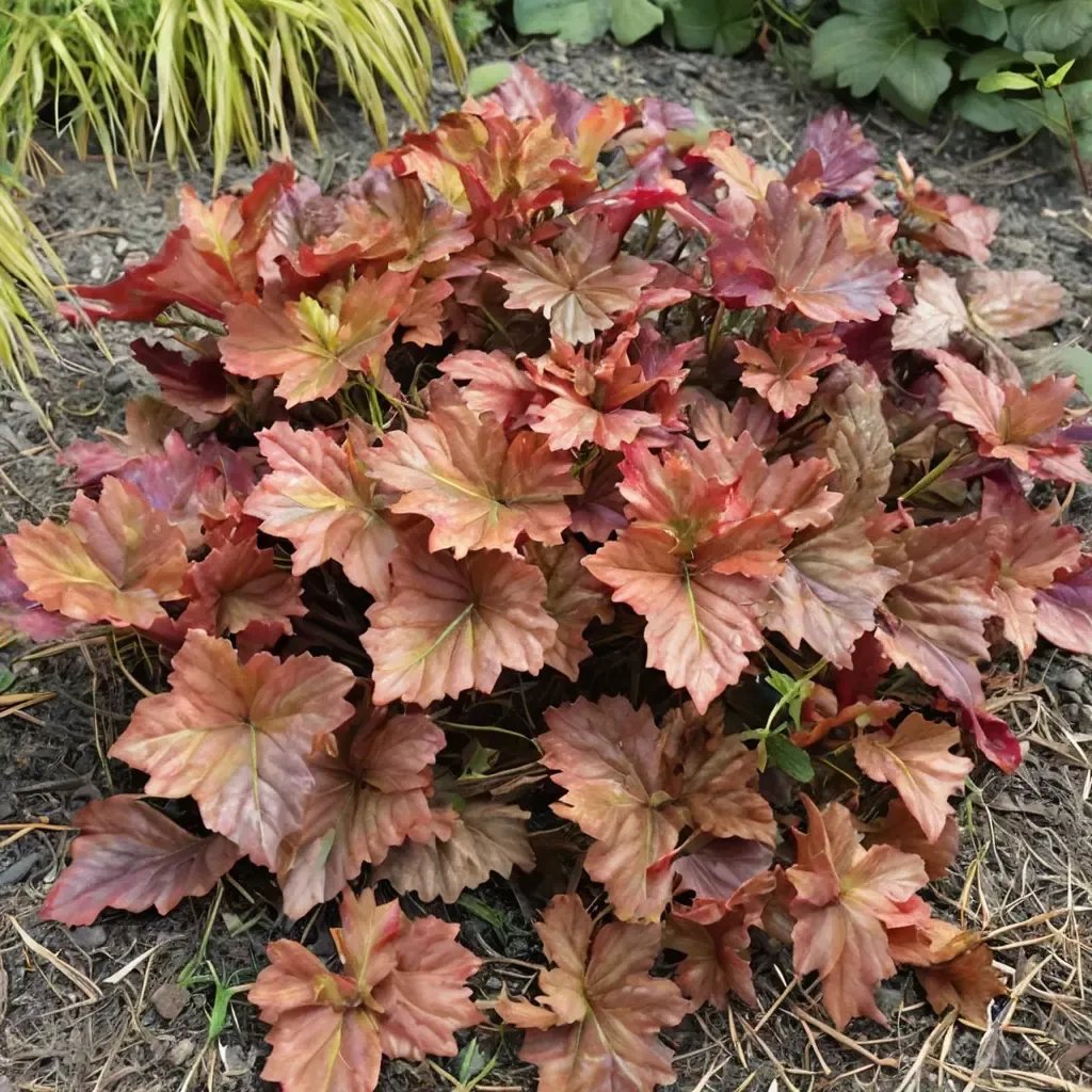 Heuchera x hybrida 'Peachberry Ice'