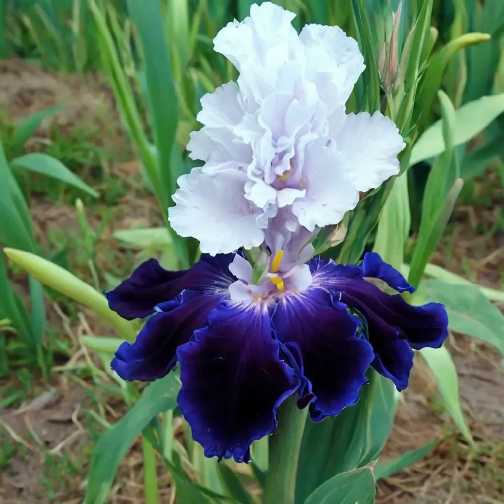 Iris x germanica 'Captain's Choice'