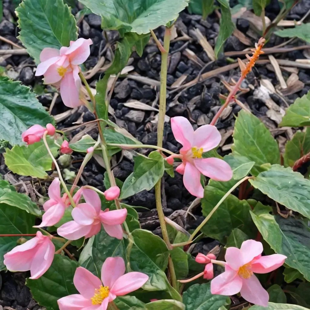 Begonia x tuberhybrida 'Smooch'