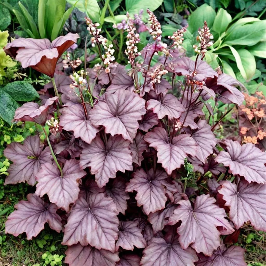 Heuchera x hybrida 'Sugar Berry'