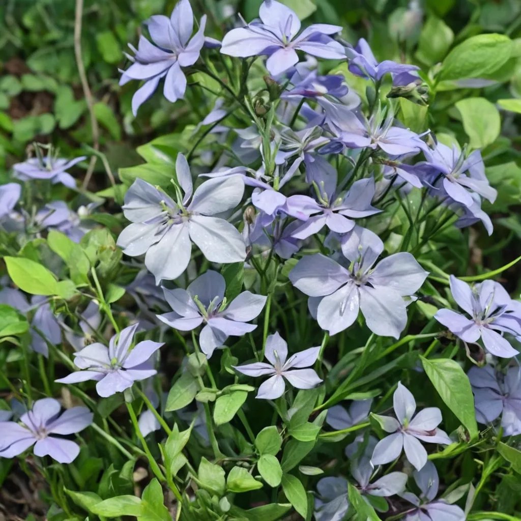 Phlox divaricata 'Lemon Slice'