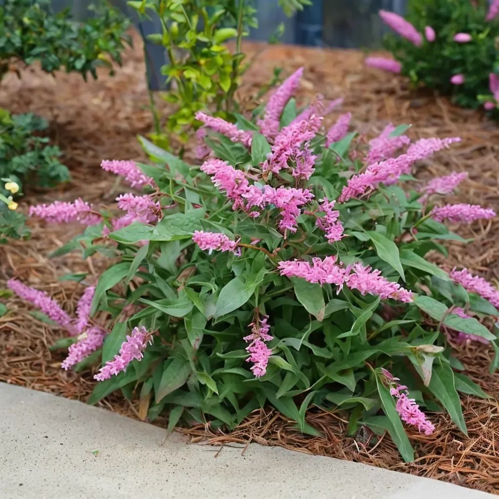 Buddleja davidii 'Lo Behold Pink Micro Chip'