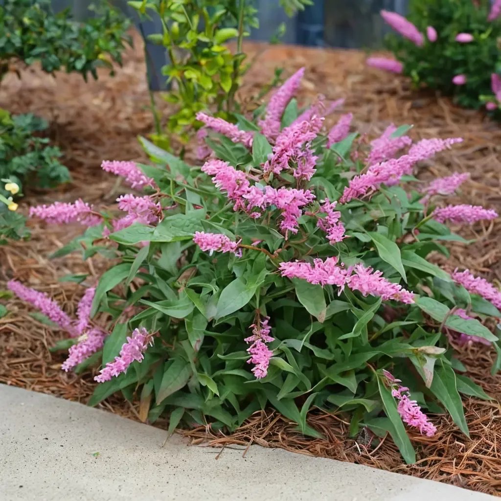 Buddleja davidii 'Lo Behold Pink Micro Chip'