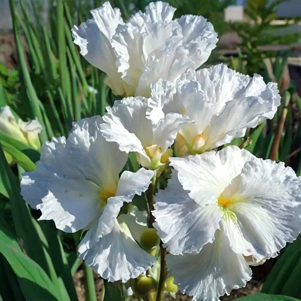 Iris x germanica 'Frequent Flyer'