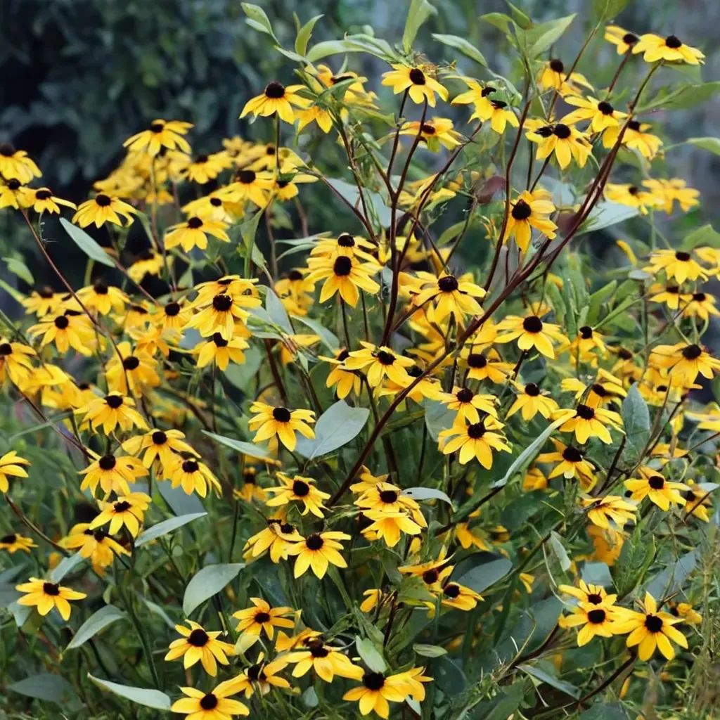 Rudbeckia triloba
