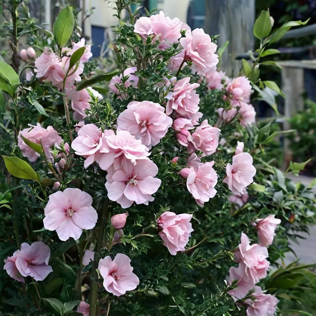 Hibiscus syriacus 'Pink Chiffon'