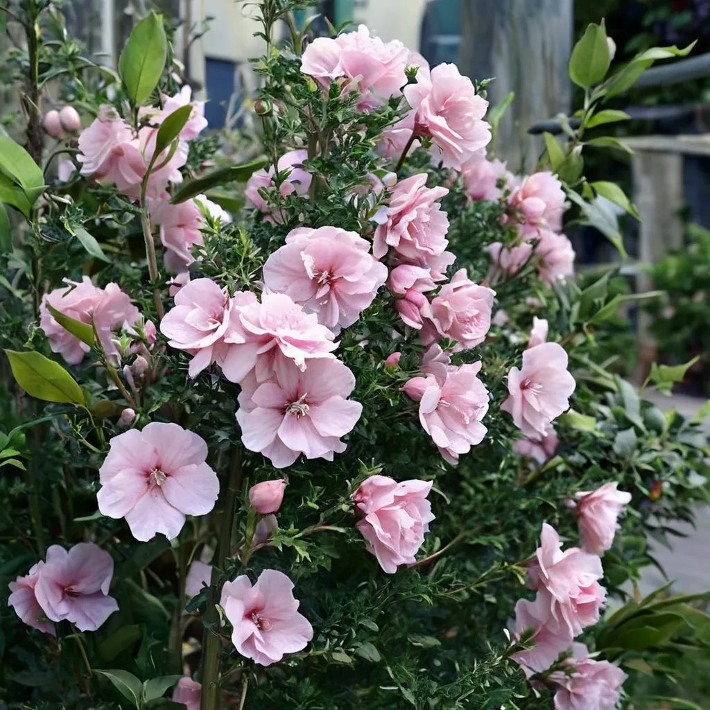 Hibiscus syriacus 'Pink Chiffon'
