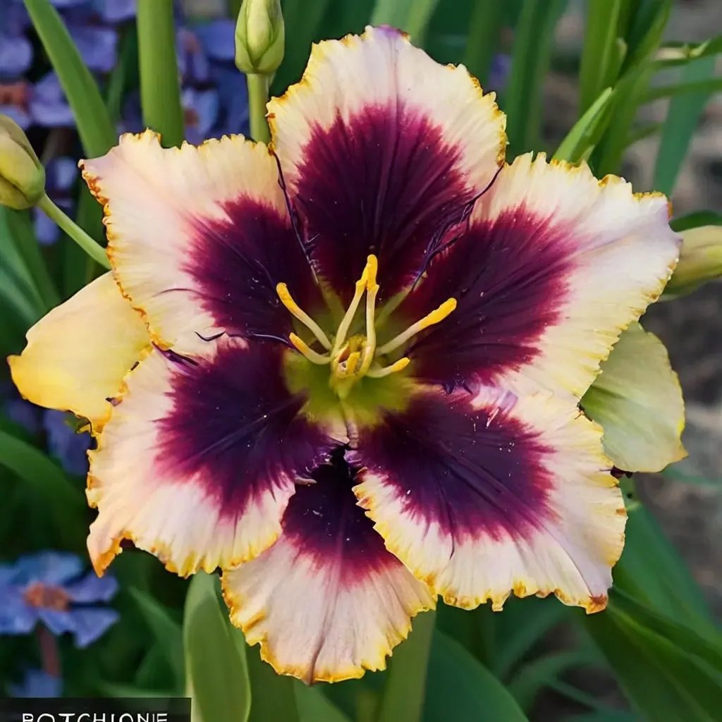 Hemerocallis x hybrida 'Blackthorne Reblooming Jumbo'