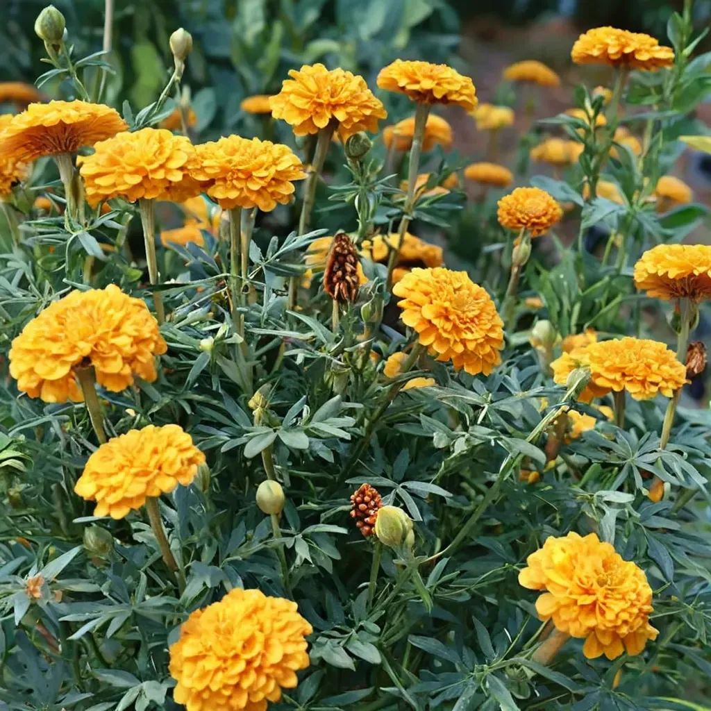 Tagetes erecta 'Hot Sun'