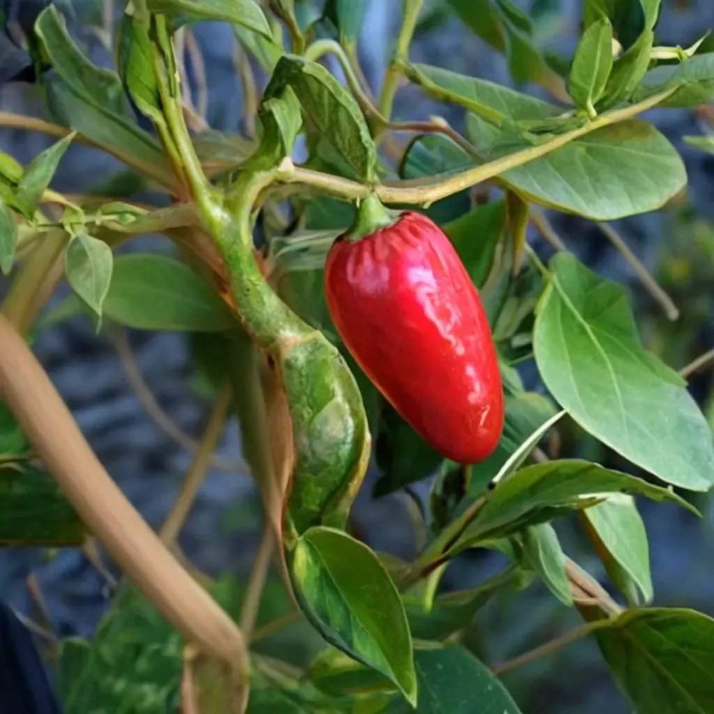 Capsicum annuum 'Hot-chi Mama'