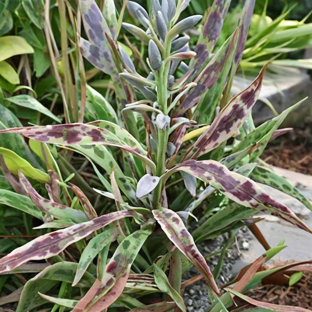 Manfreda maculosa