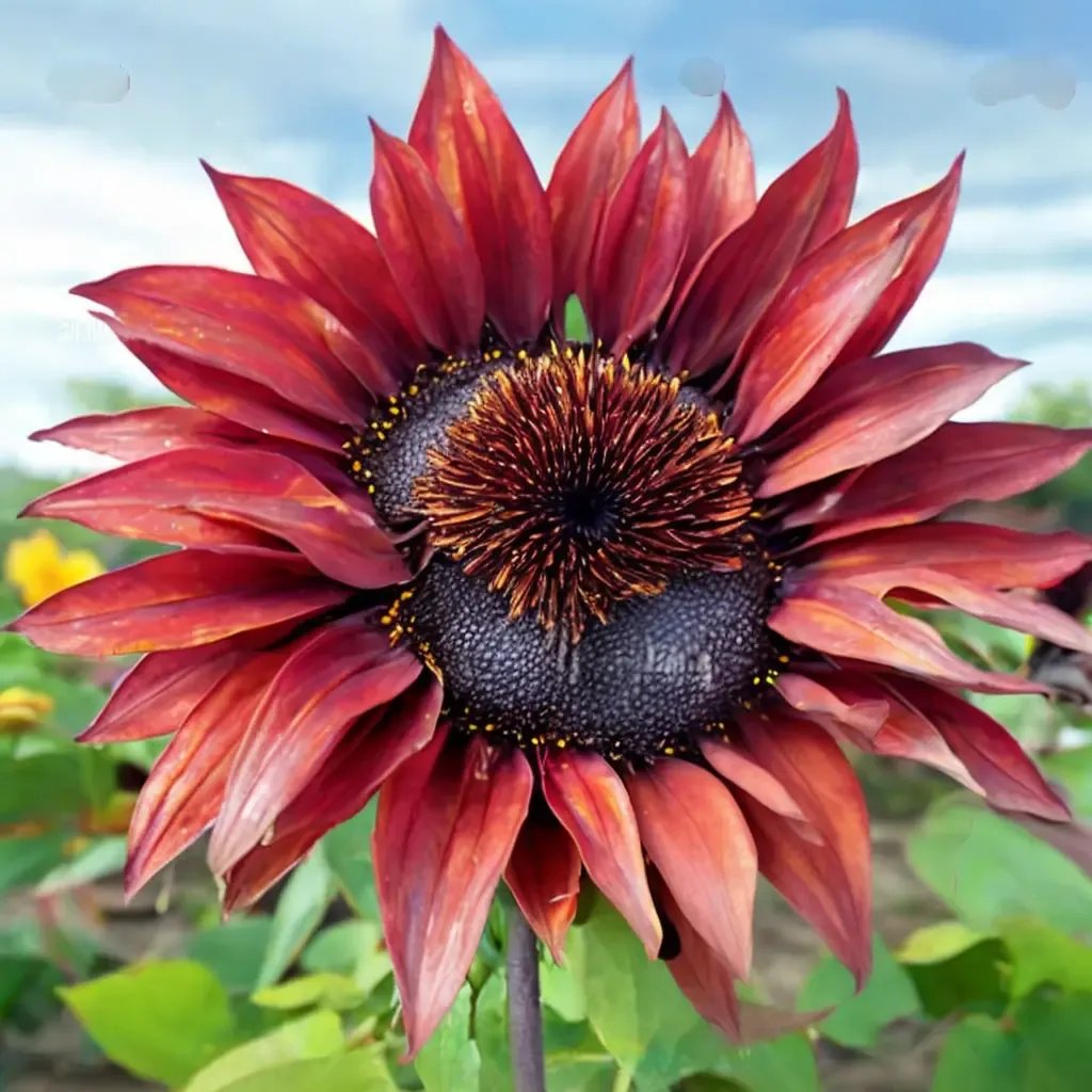 Helianthus annuus 'Red Courtesan'