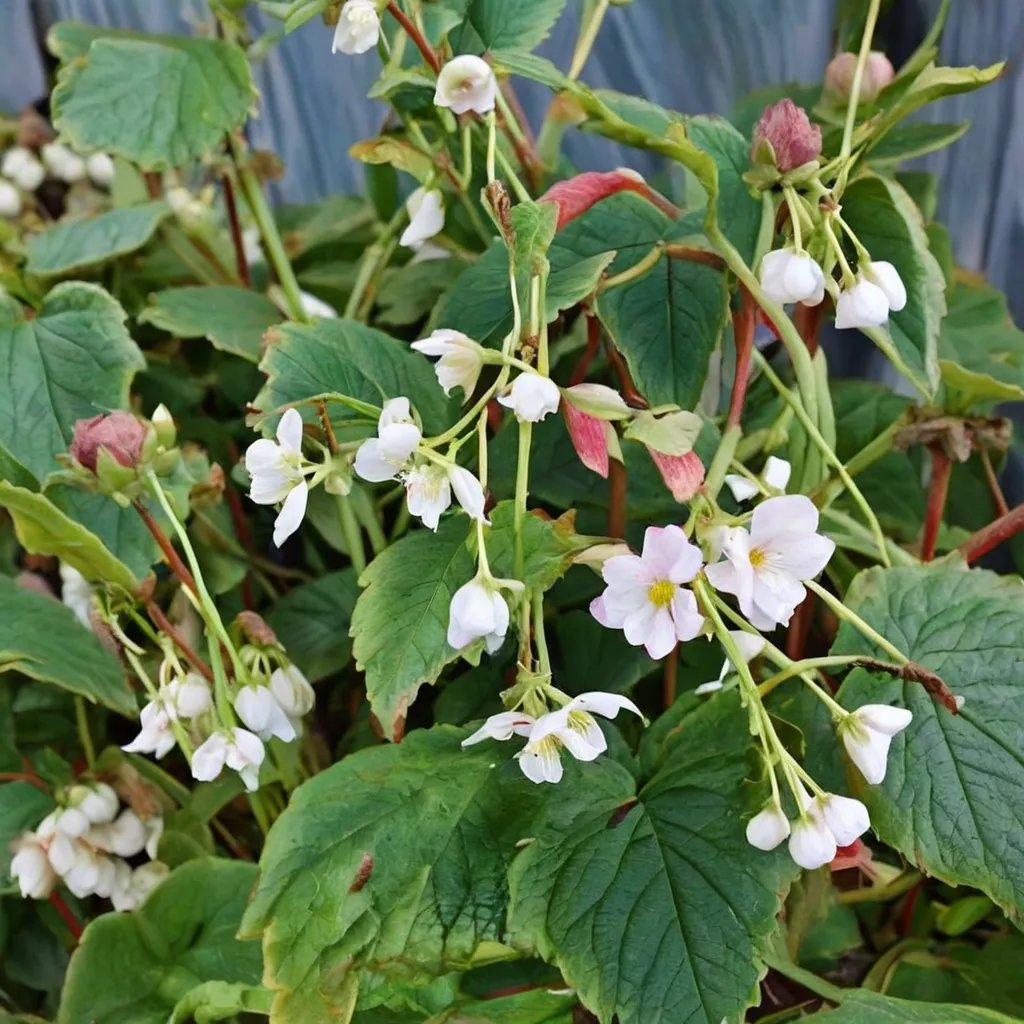 Begonia sinensis