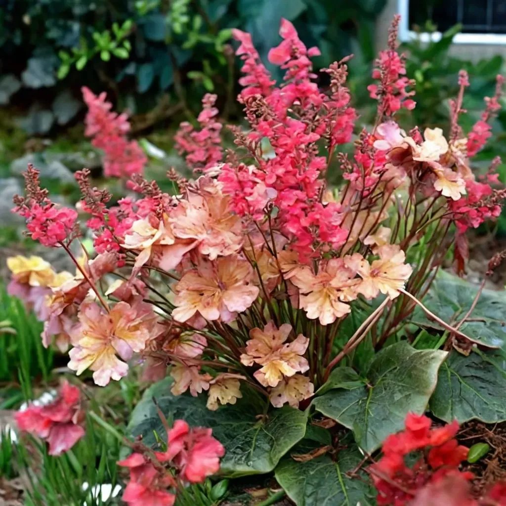 Heuchera sanguinea 'Frilly Coral Bells'