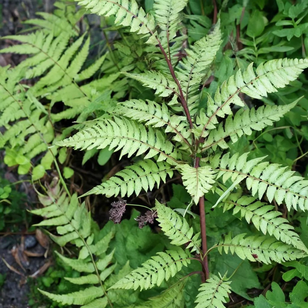 Athyrium otophorum