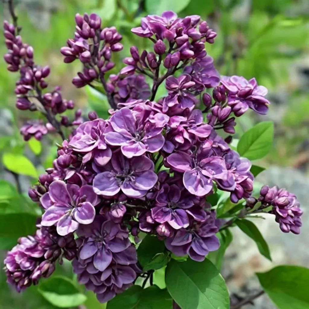 Syringa x chinensis 'Agincourt Beauty'