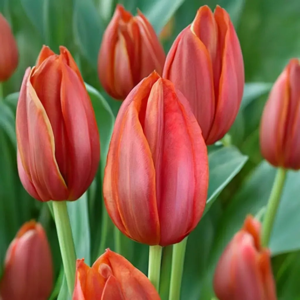 Tulipa tulipa 'Cassini'