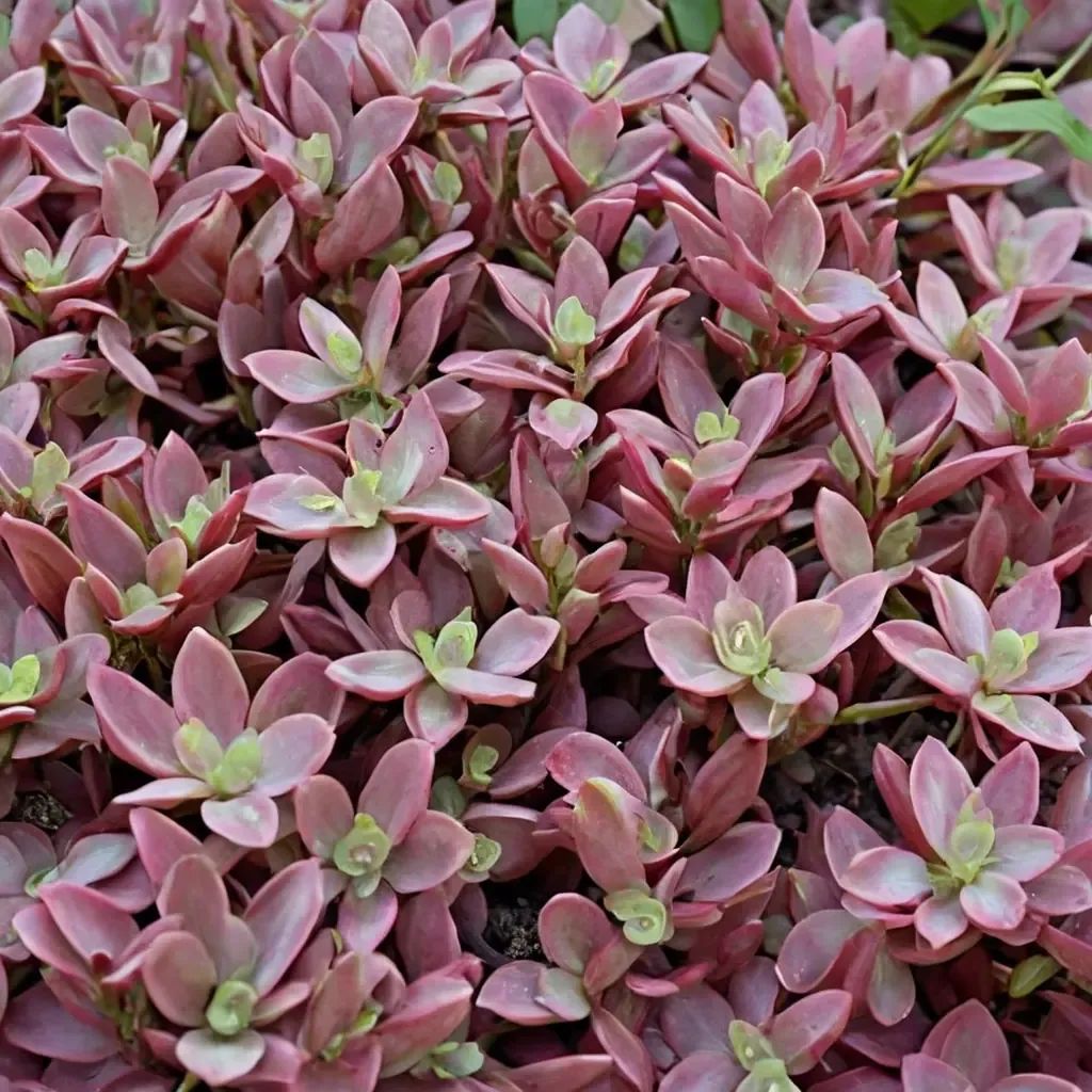 Sedum x hybrida 'Firecracker'