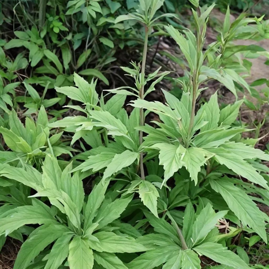 Syneilesis palmata